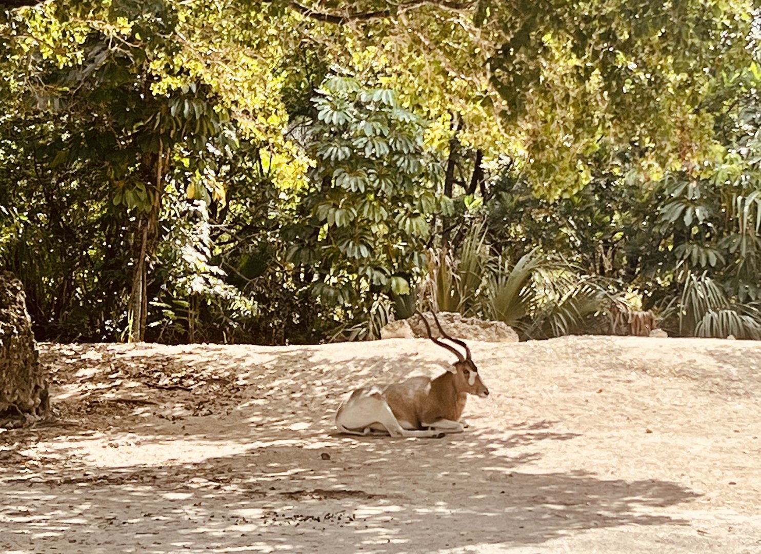Addax