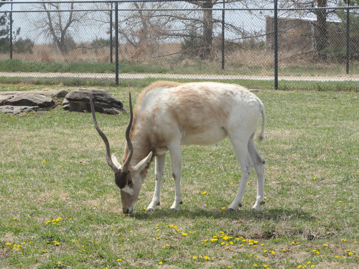 Addax