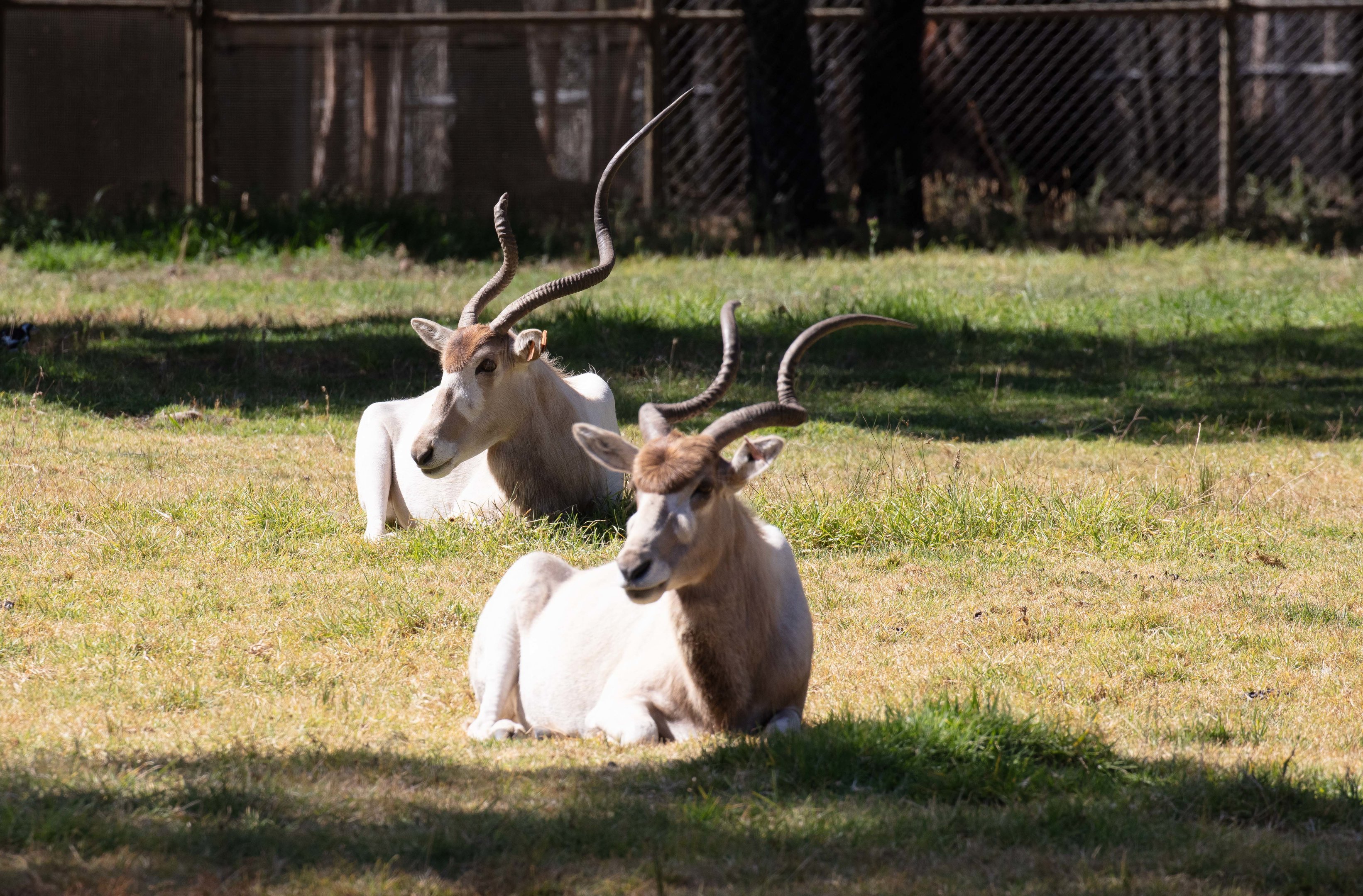 Addax