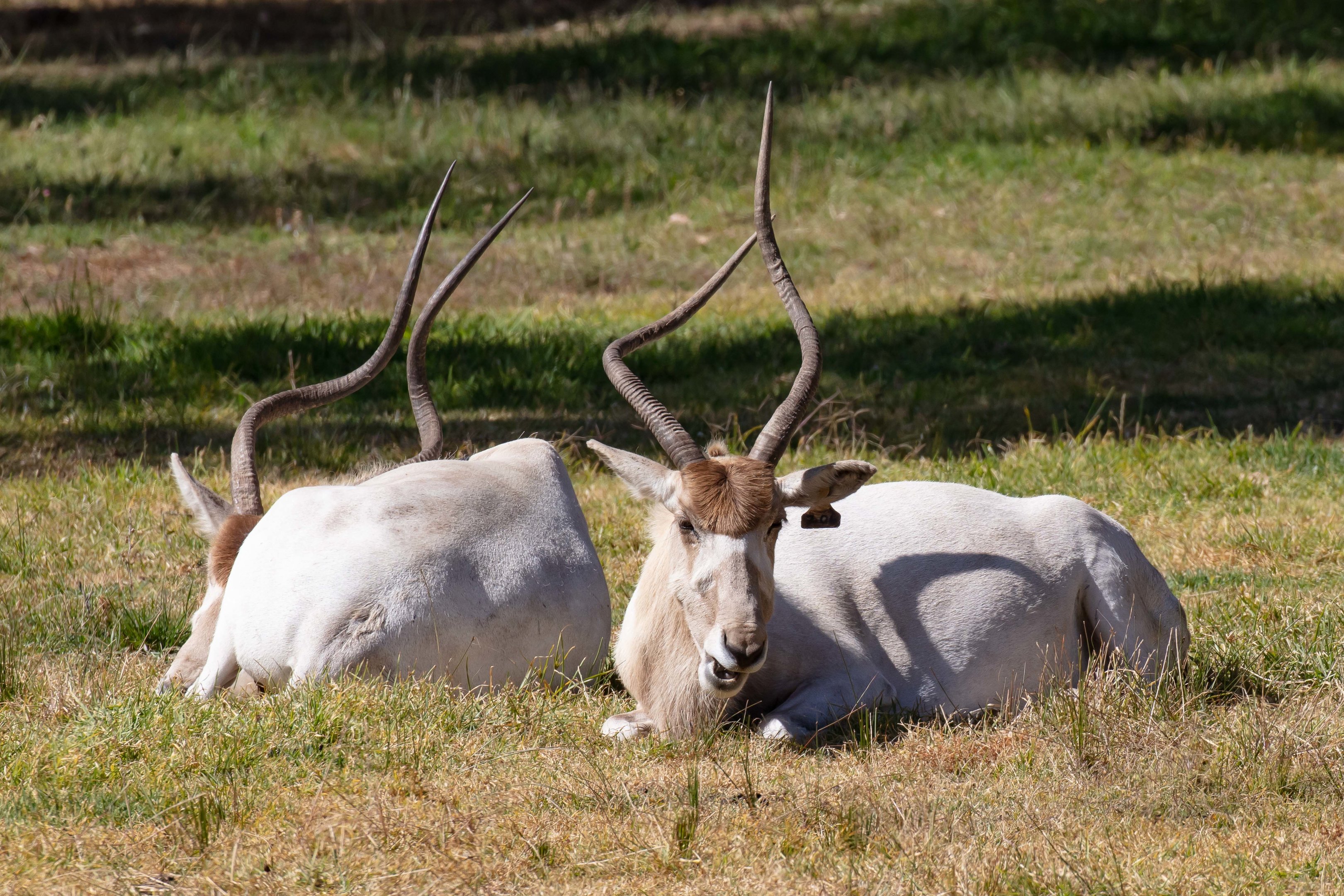 Addax