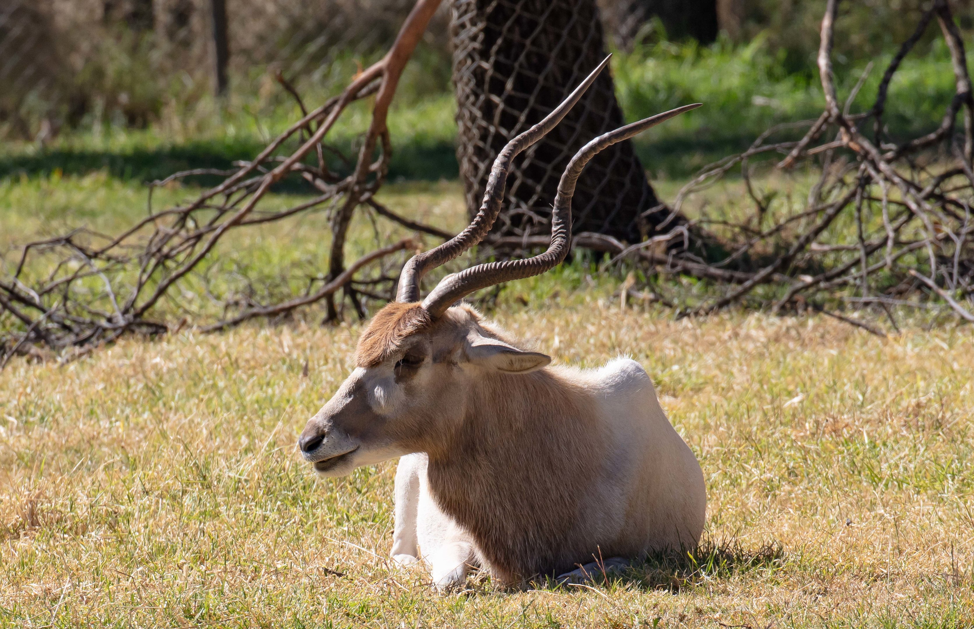 Addax