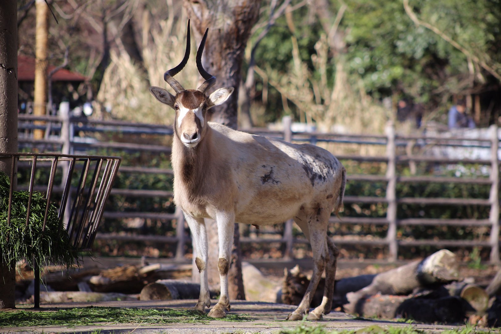 Addax