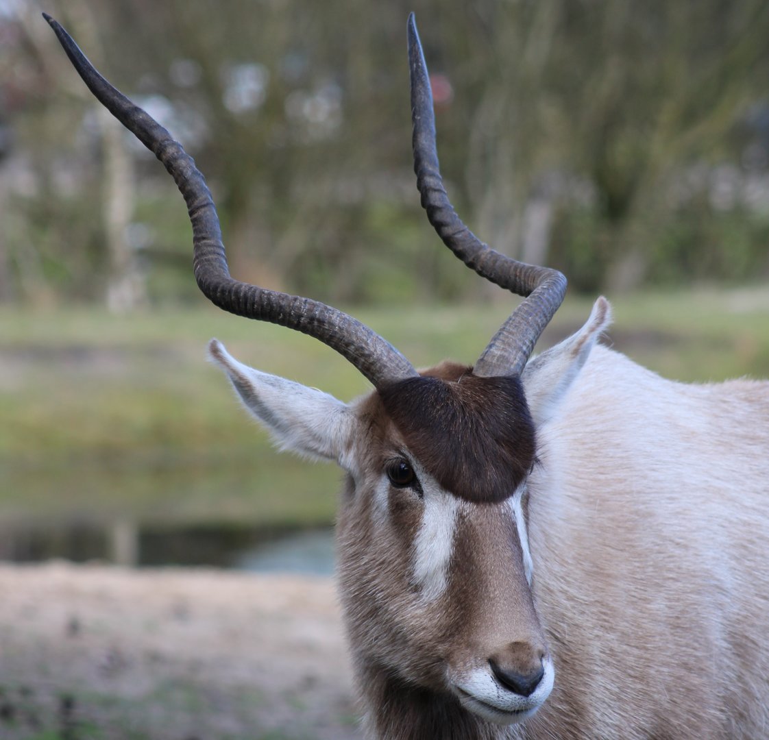 Addax
