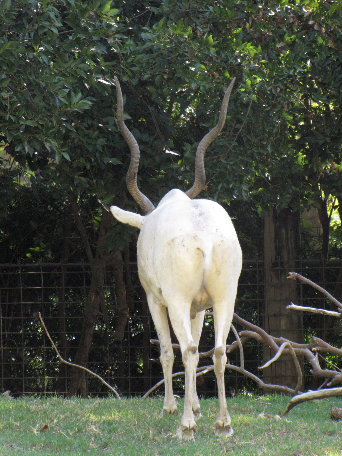 Addax