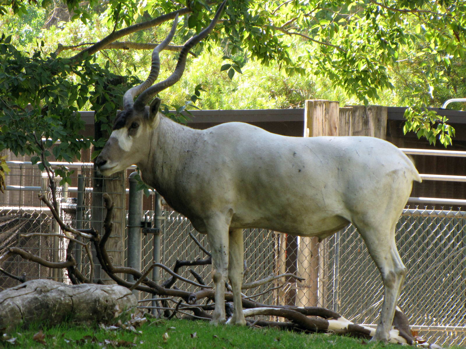 Addax