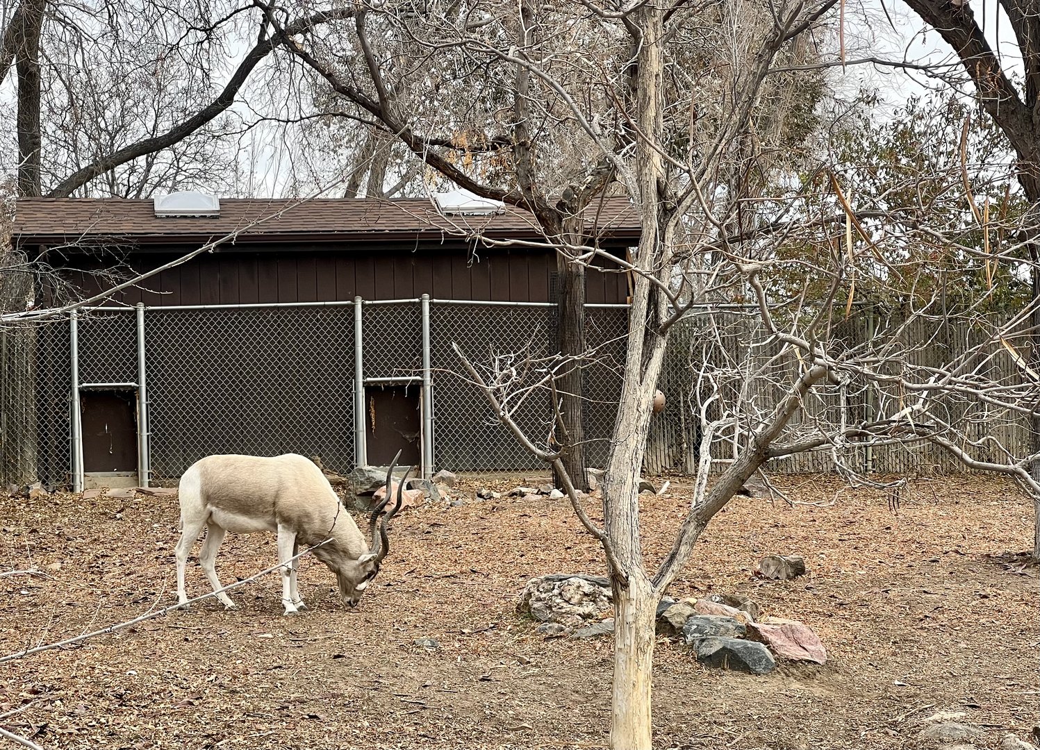 Addax