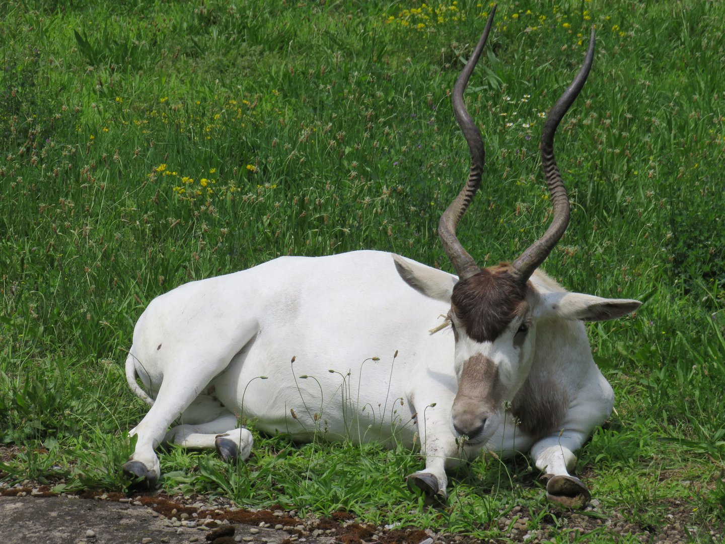 Addax