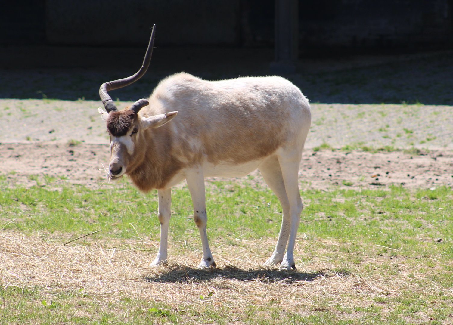 Addax