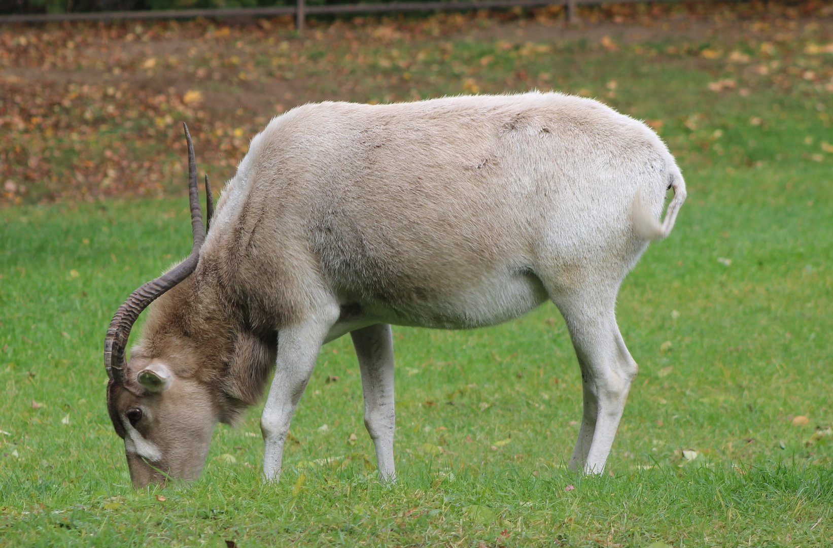 Addax