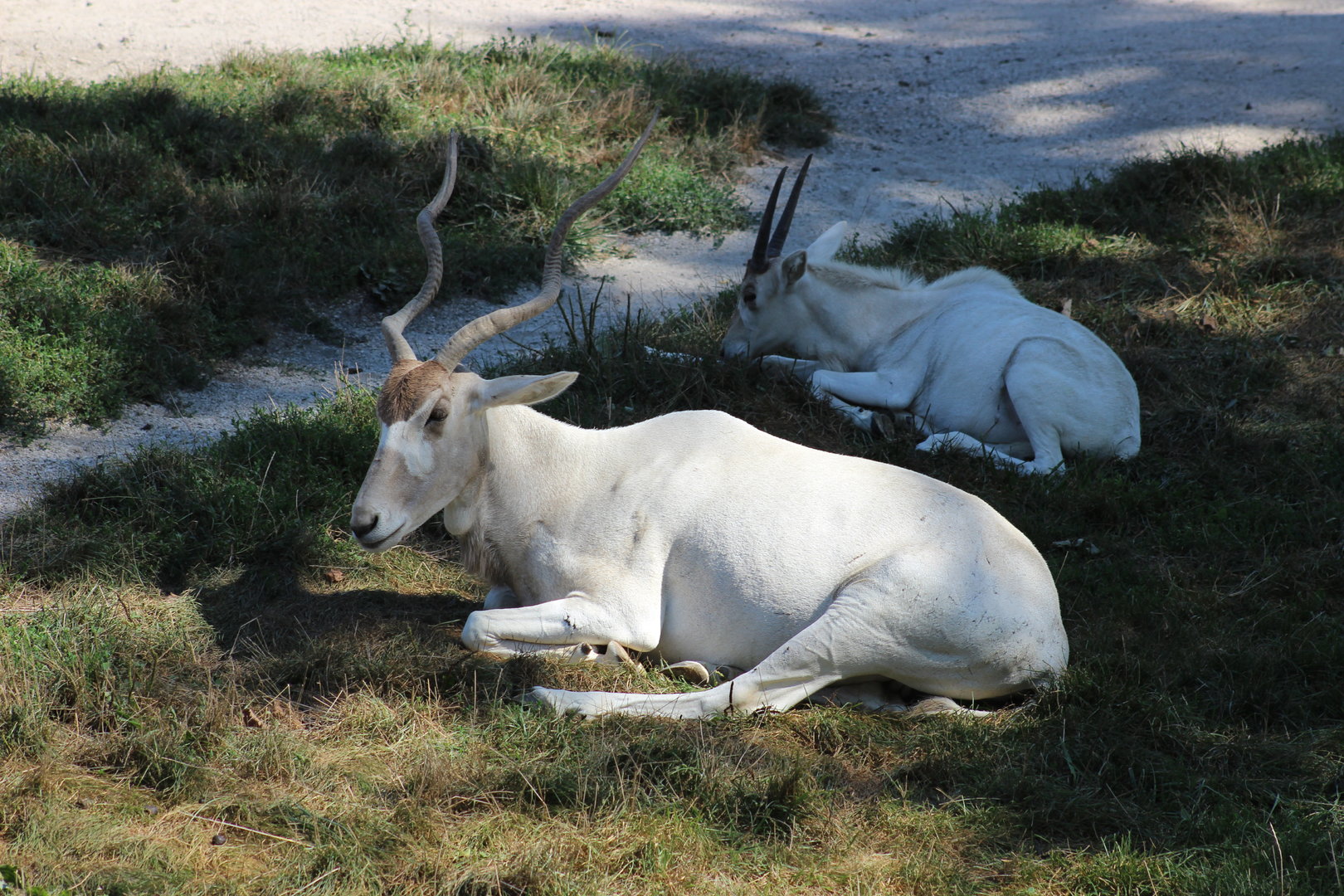 Addax