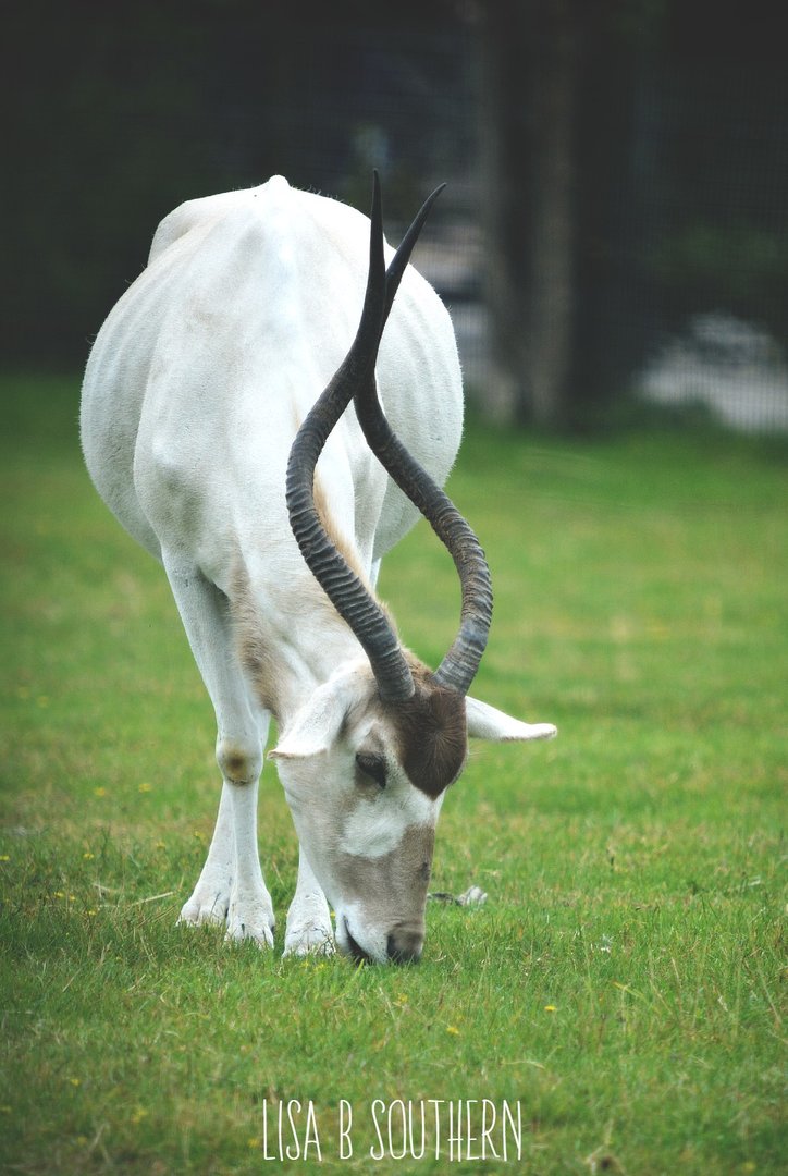 Addax