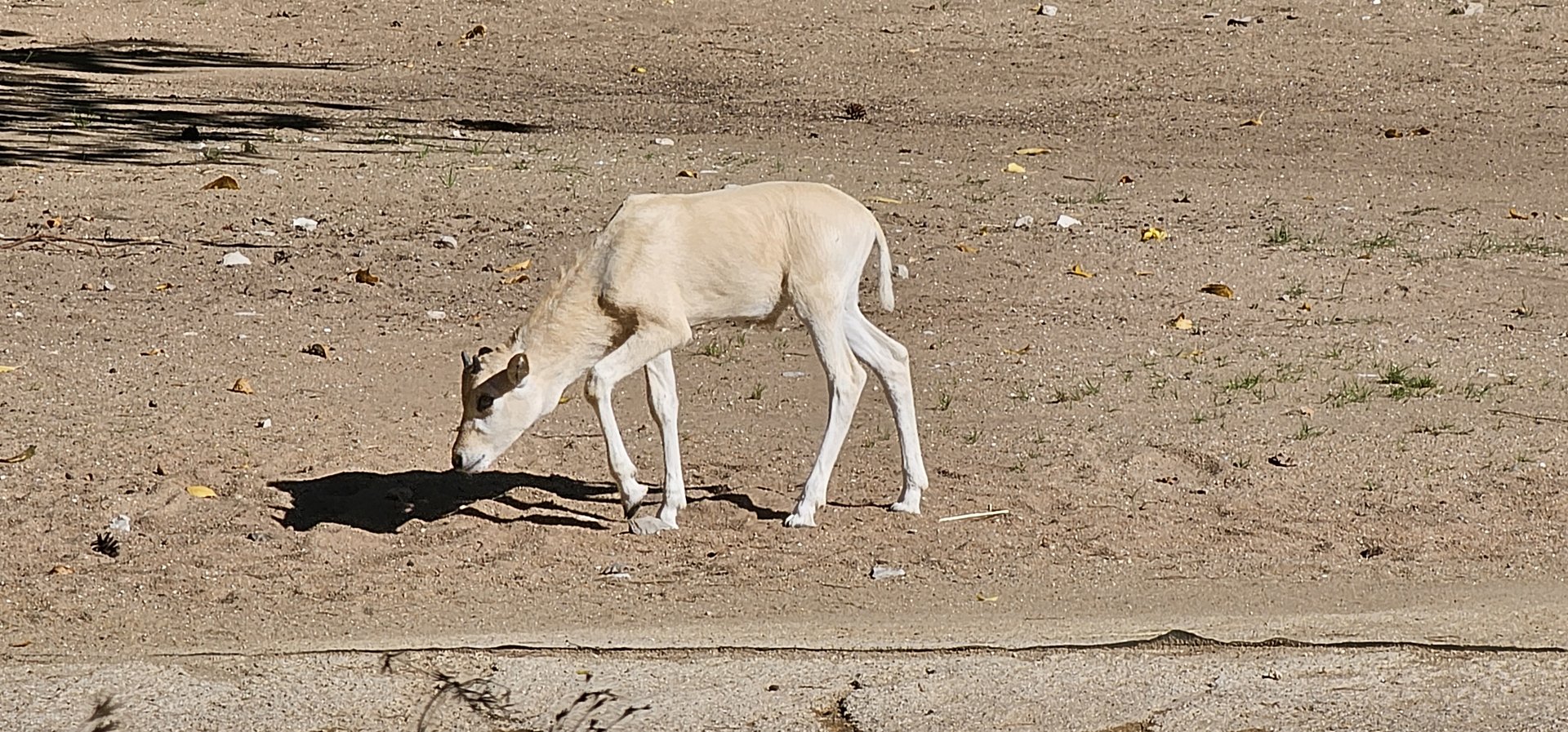 Addax