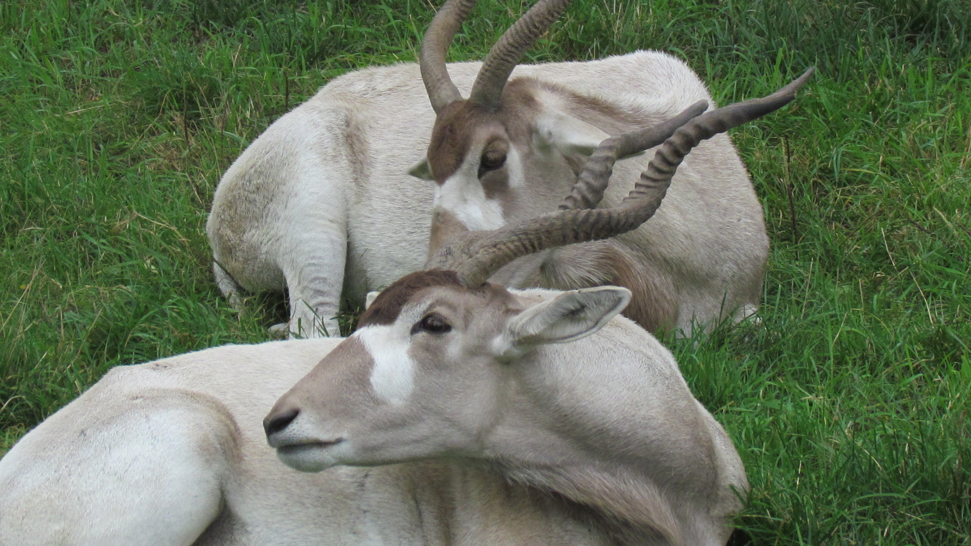 Addax