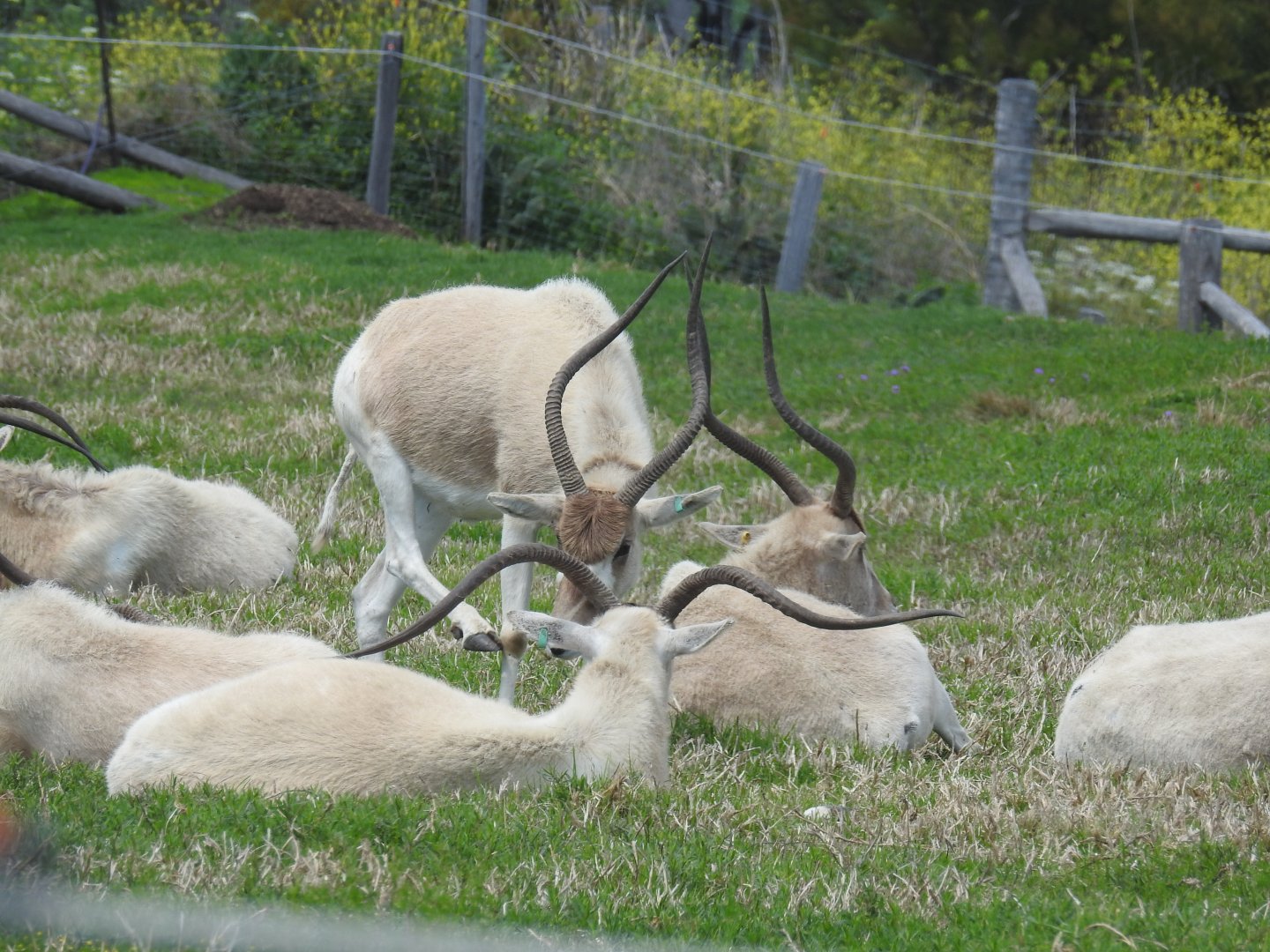 Addax