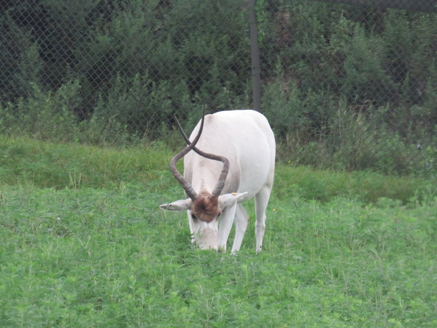 Addax