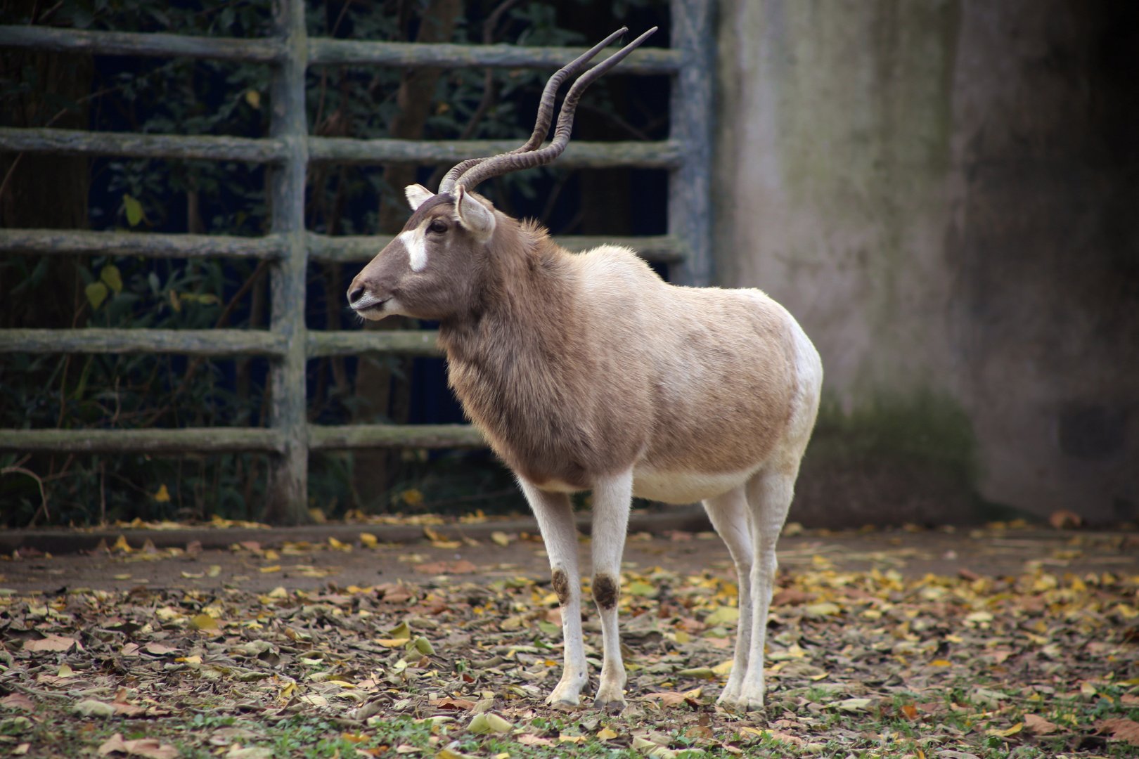 Addax