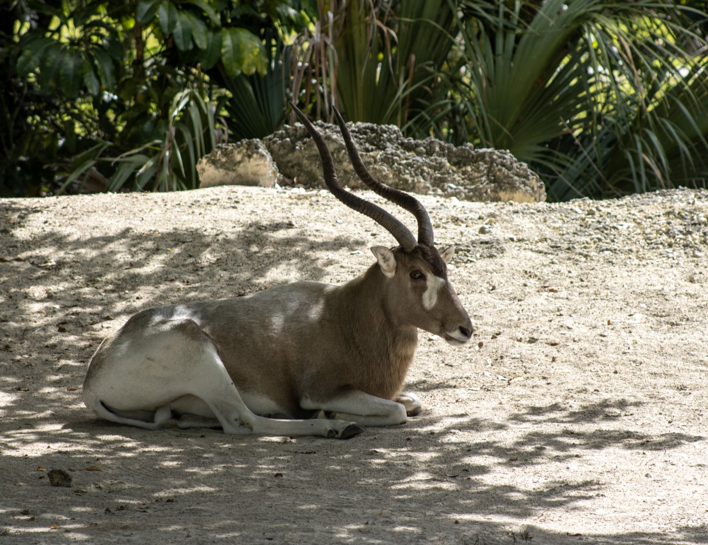Addax