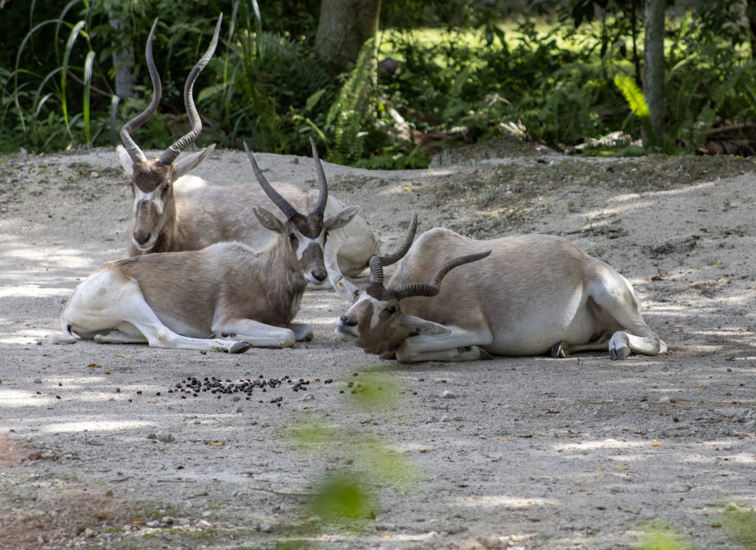 Addax