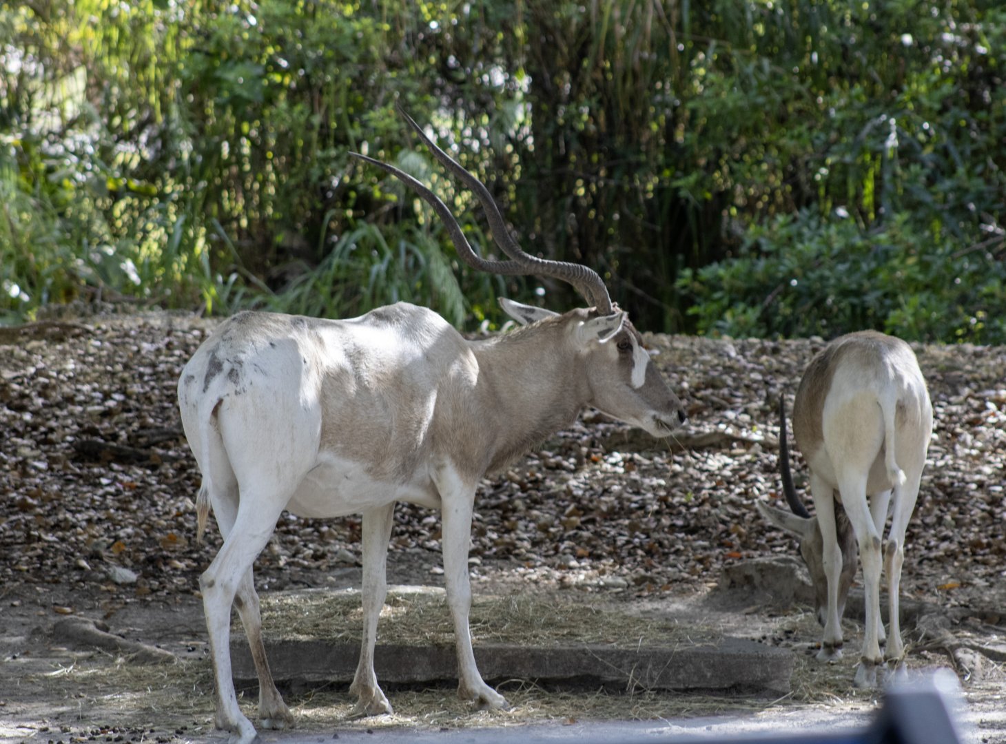 Addax