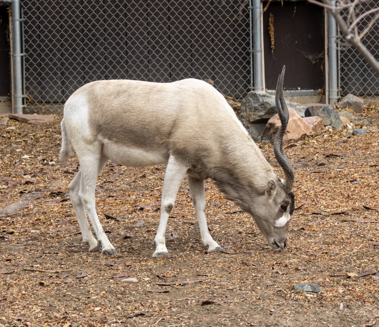 Addax