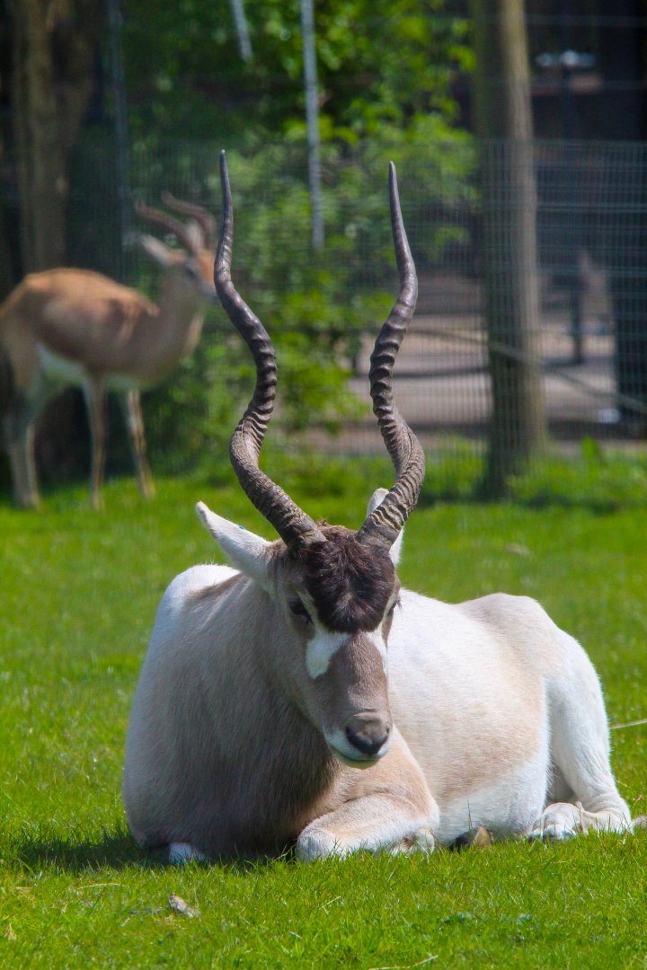 Addax
