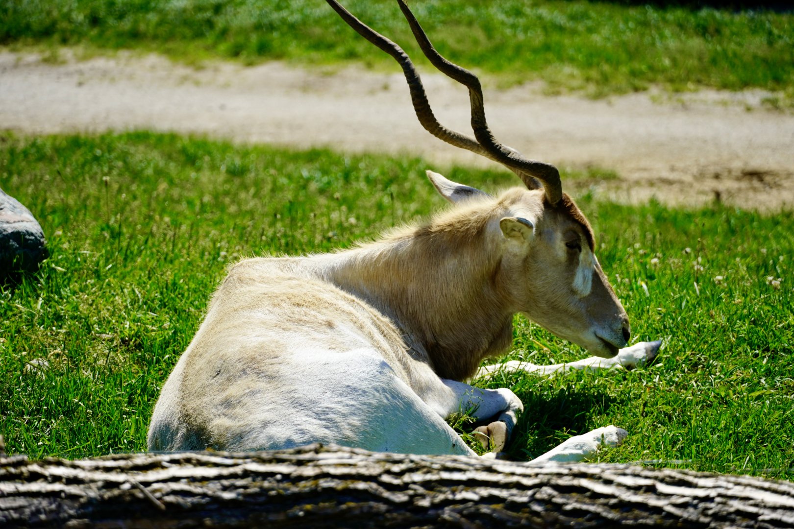 Addax
