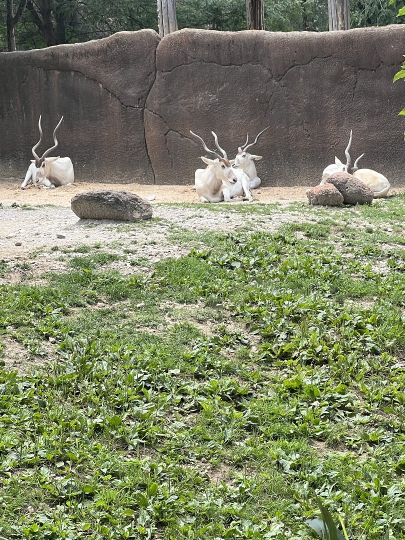 Addax