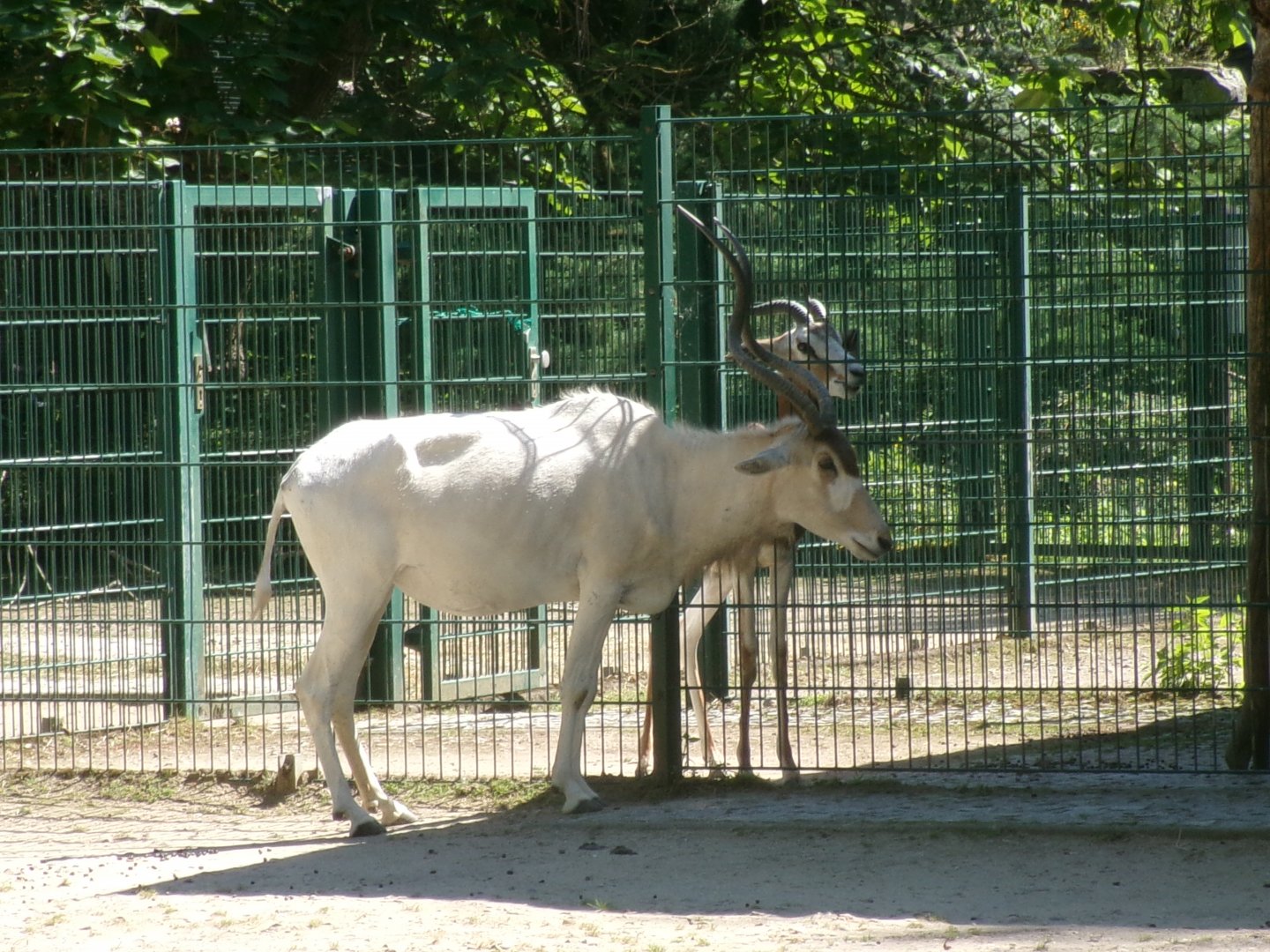 Addax