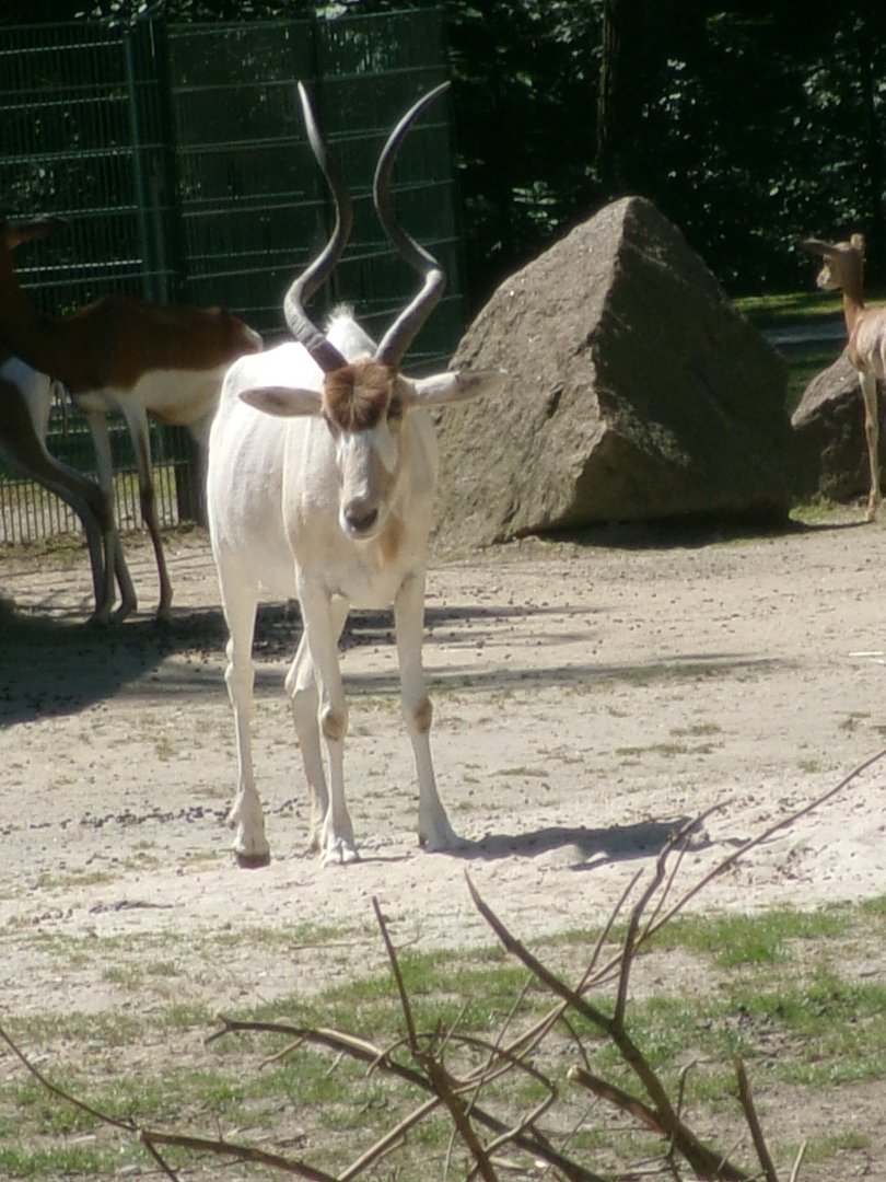 Addax