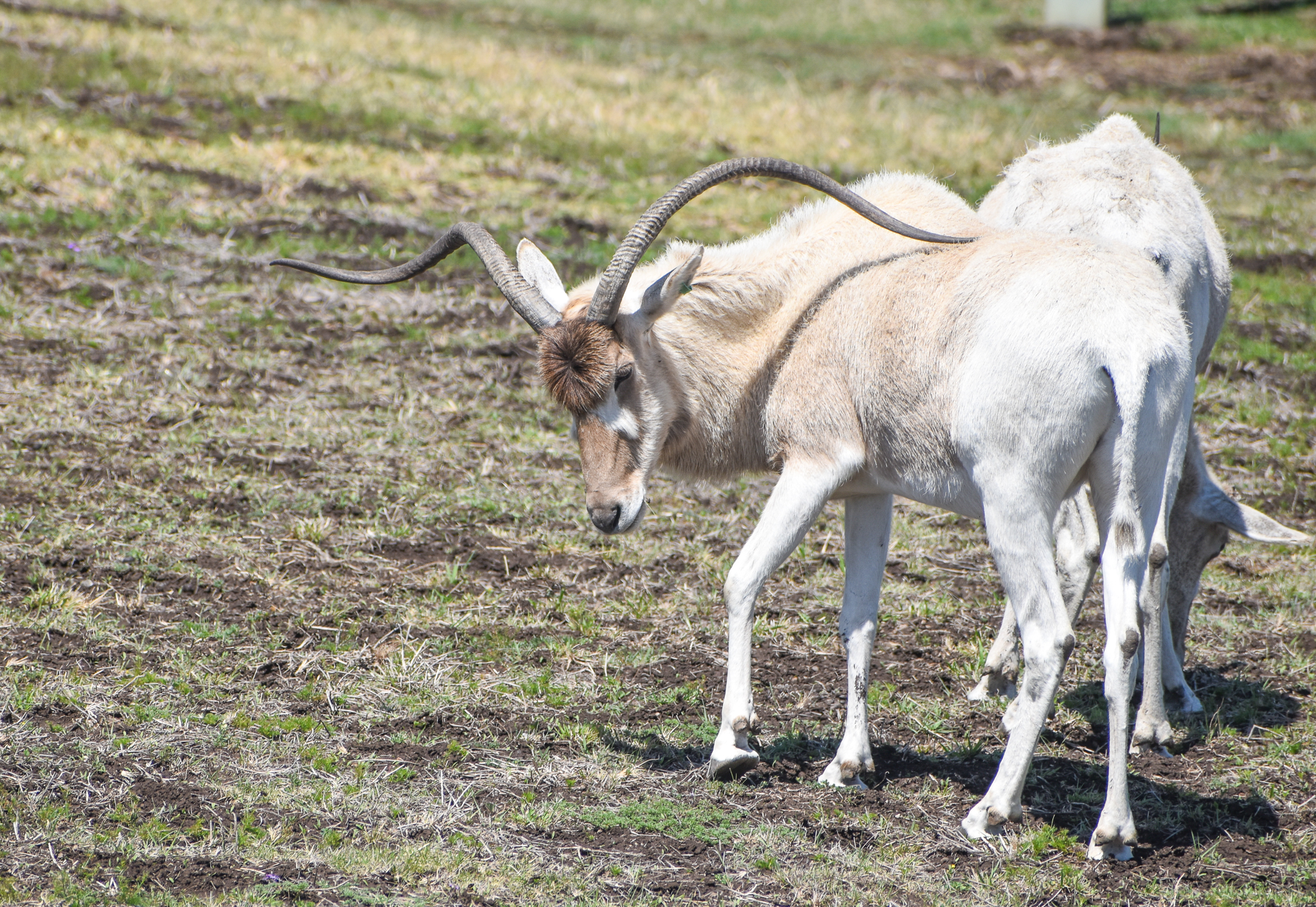 Addax