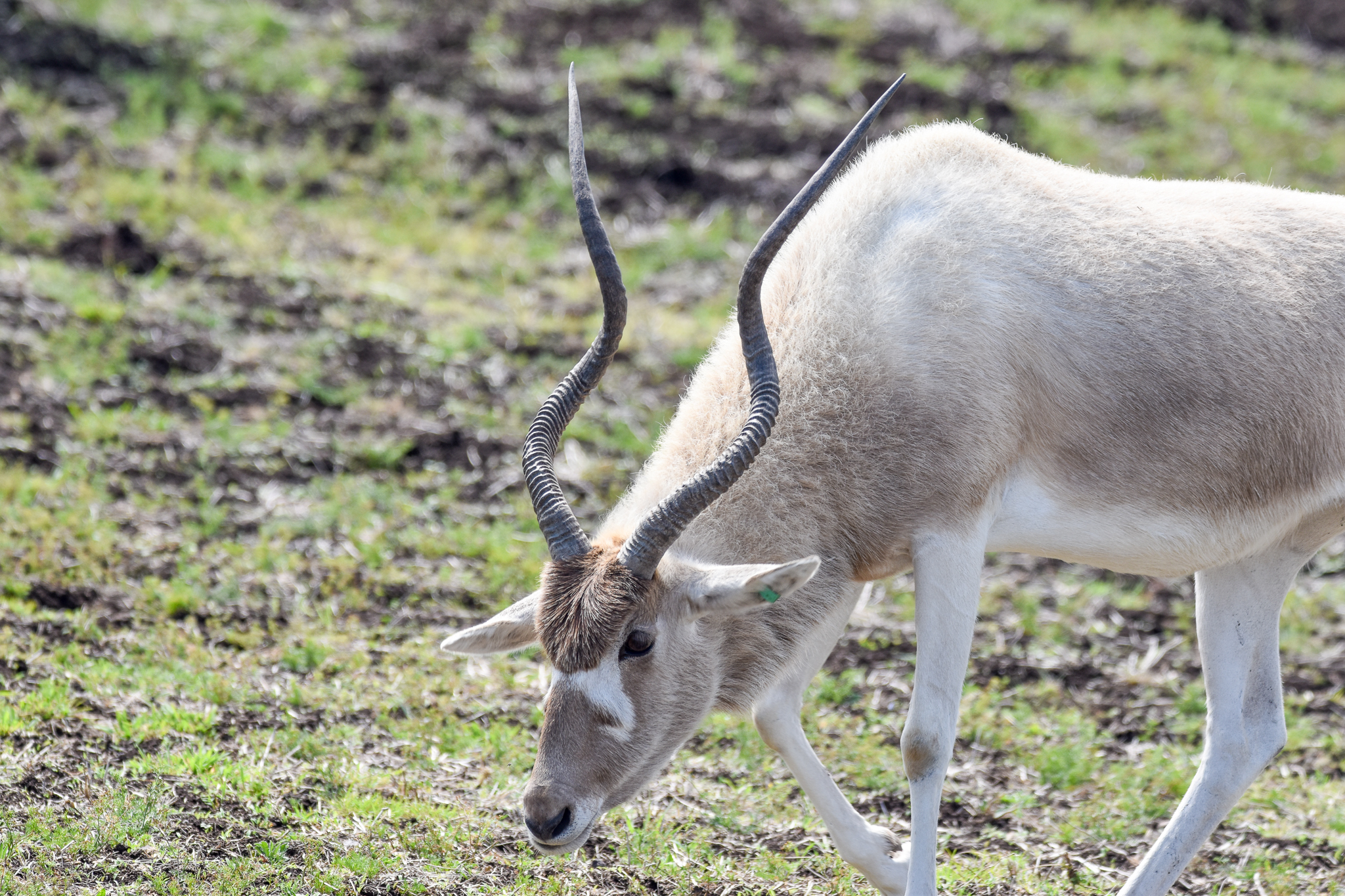 Addax