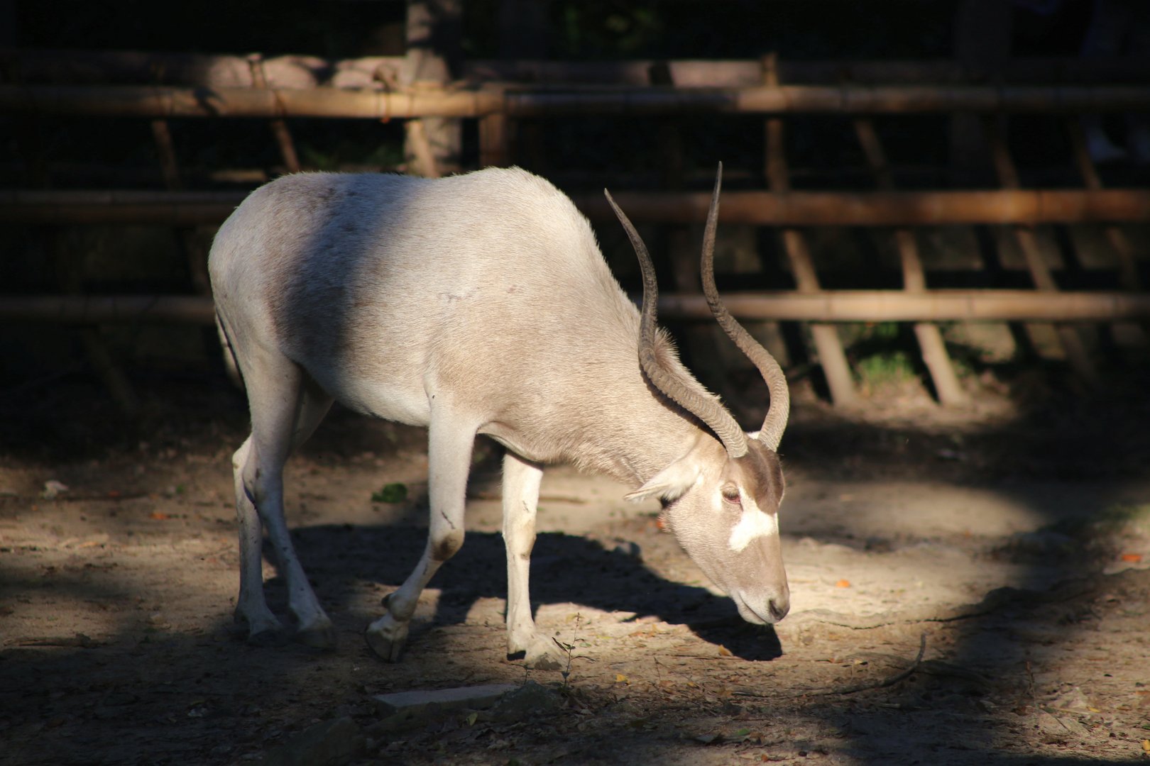 Addax