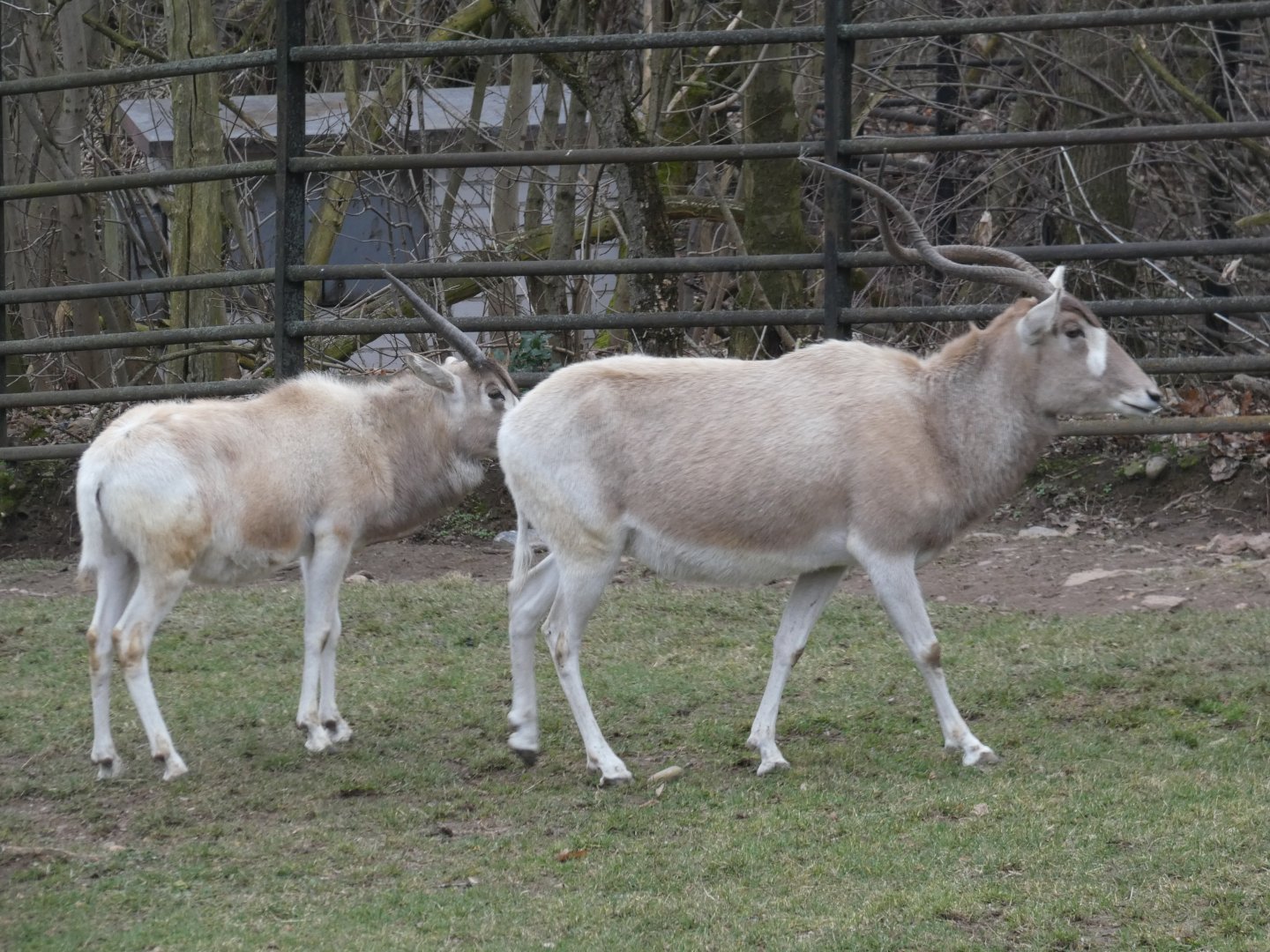 Addax
