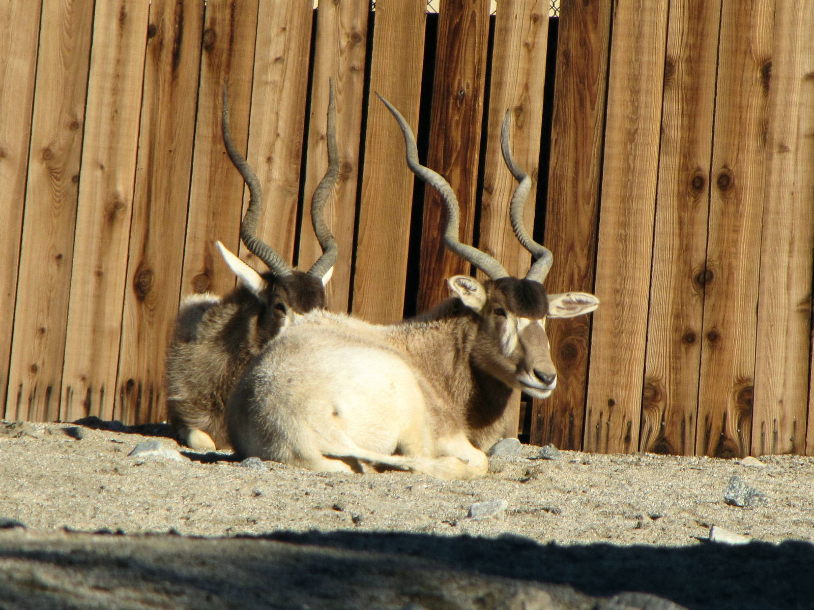 Addax