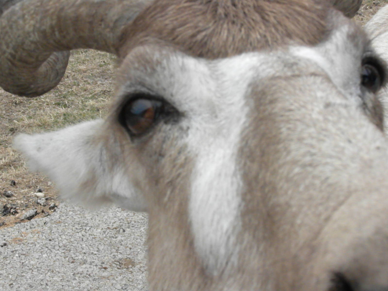 Addax