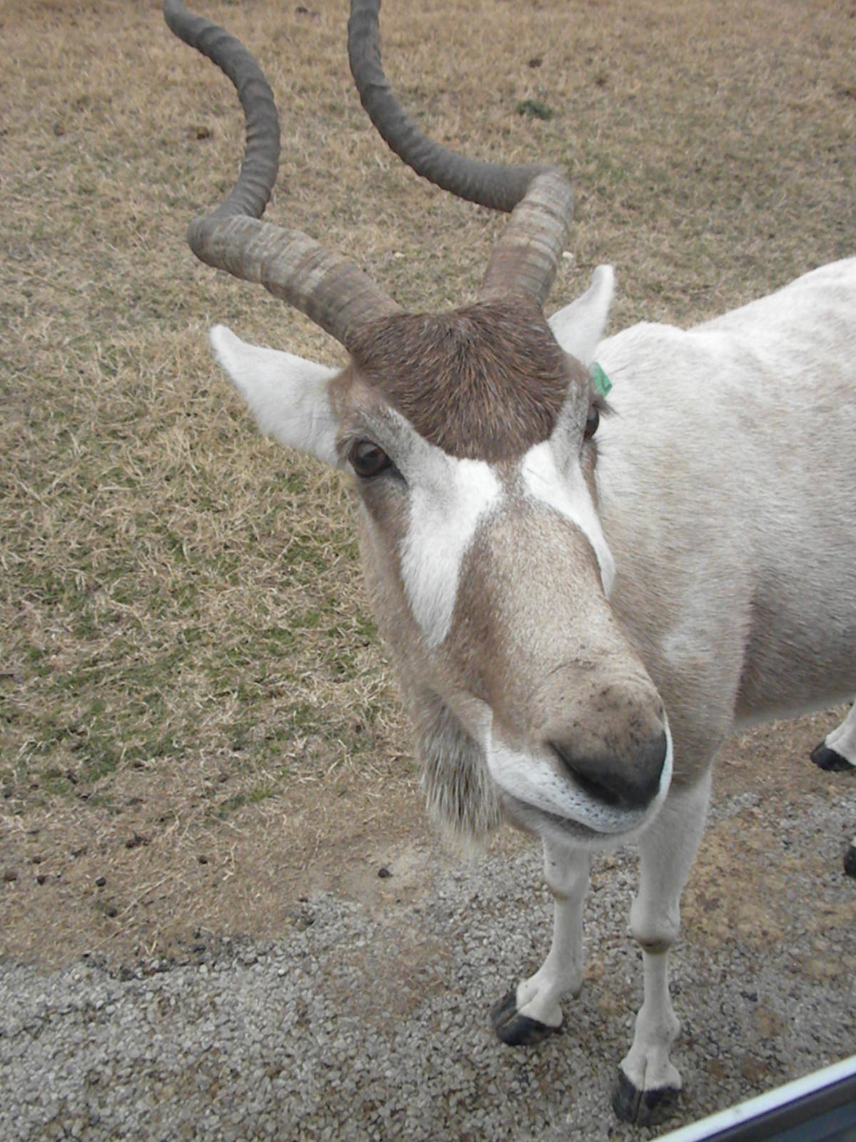 Addax