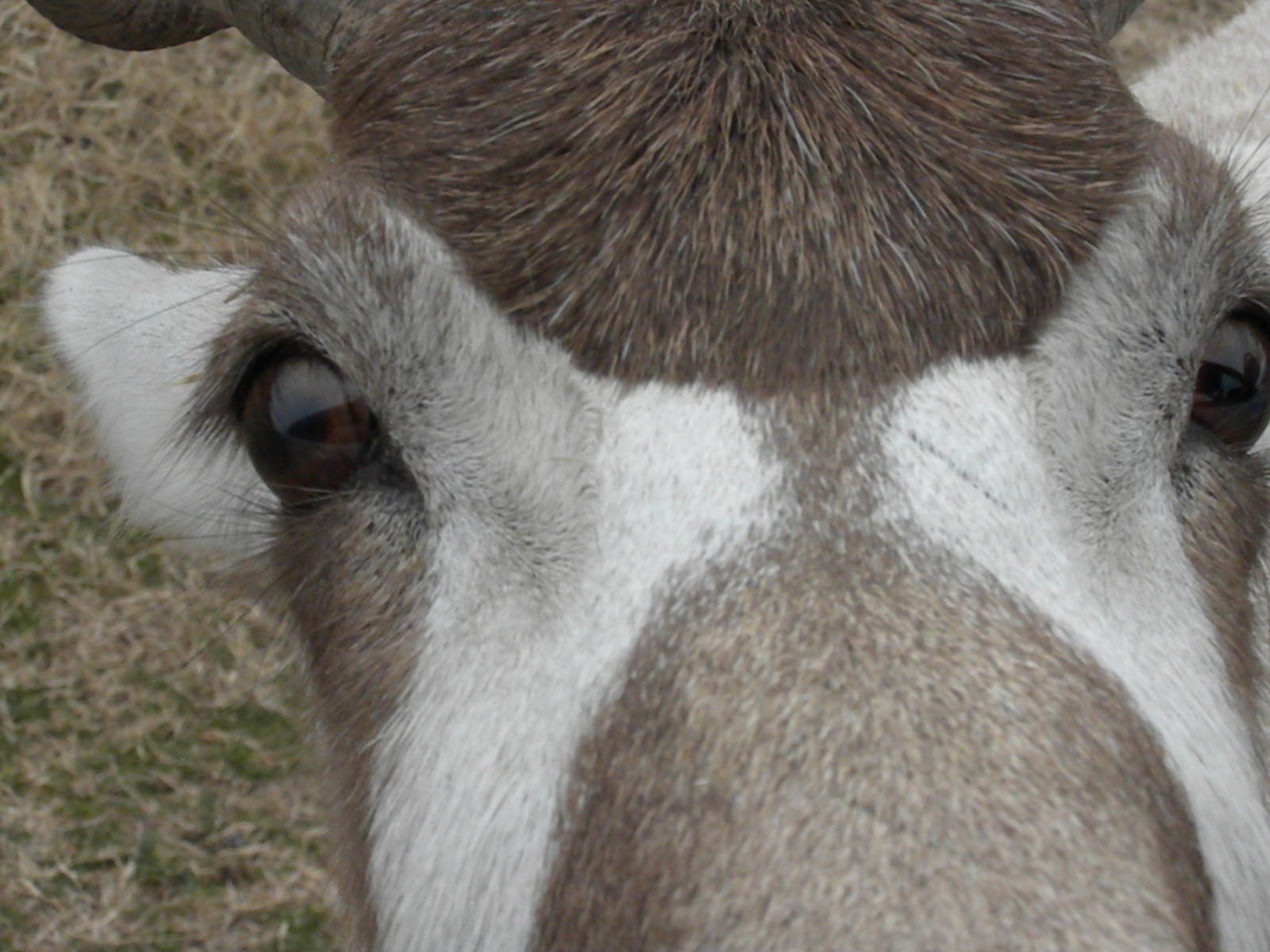 Addax