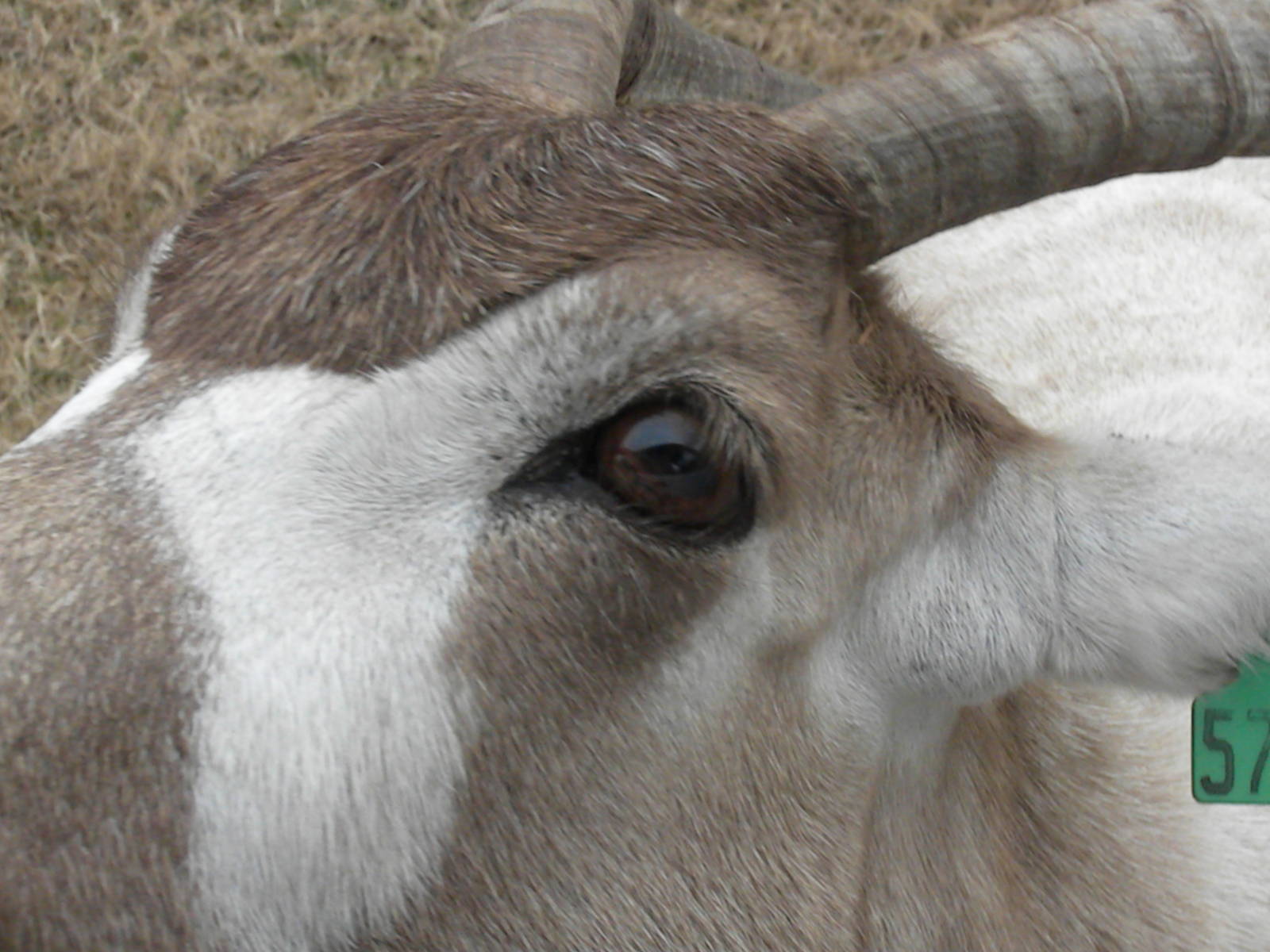 Addax