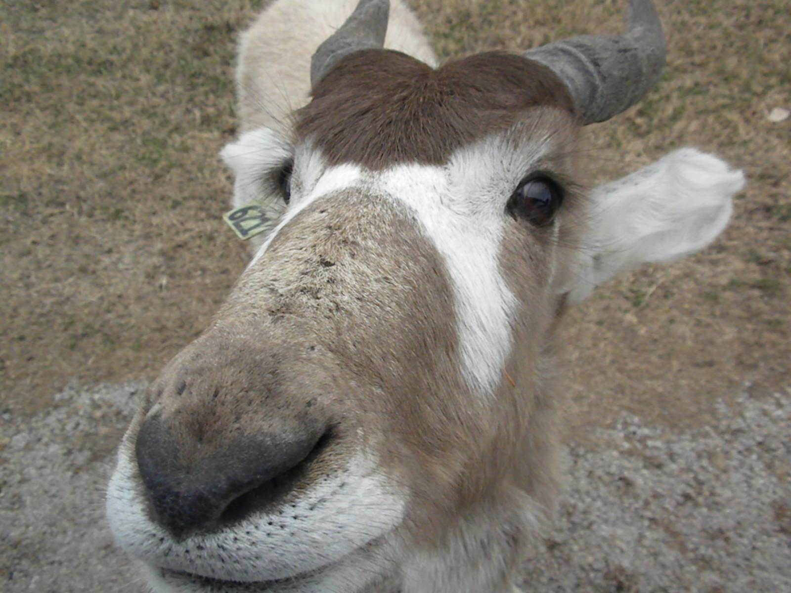 Addax