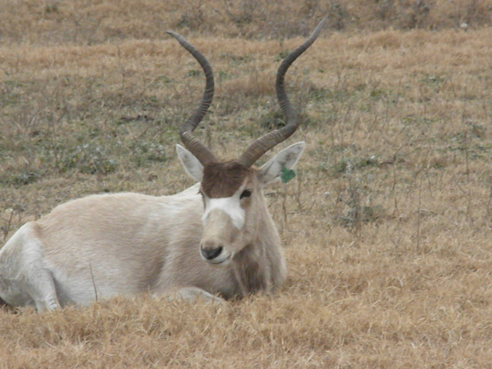 Addax