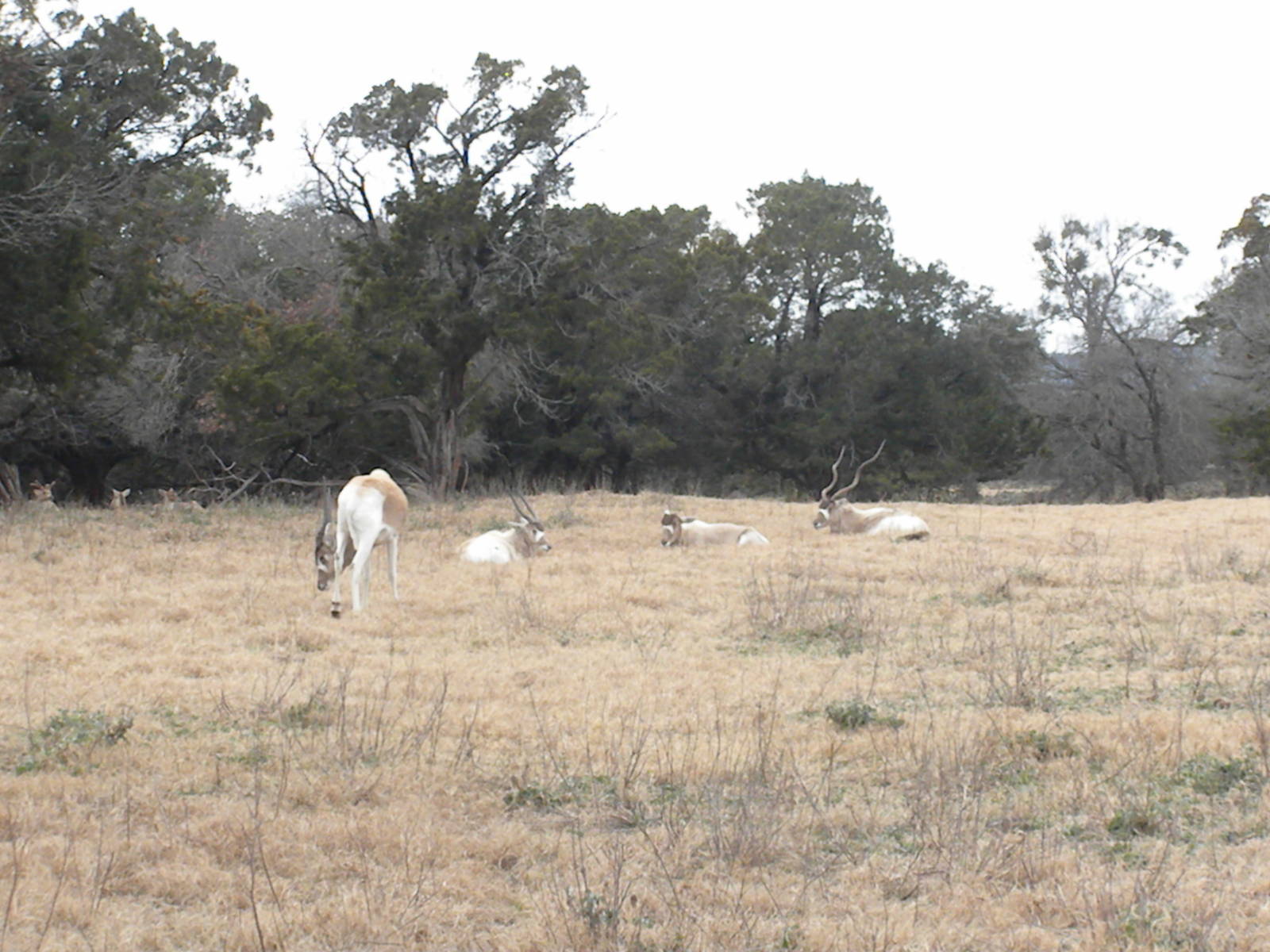 Addax