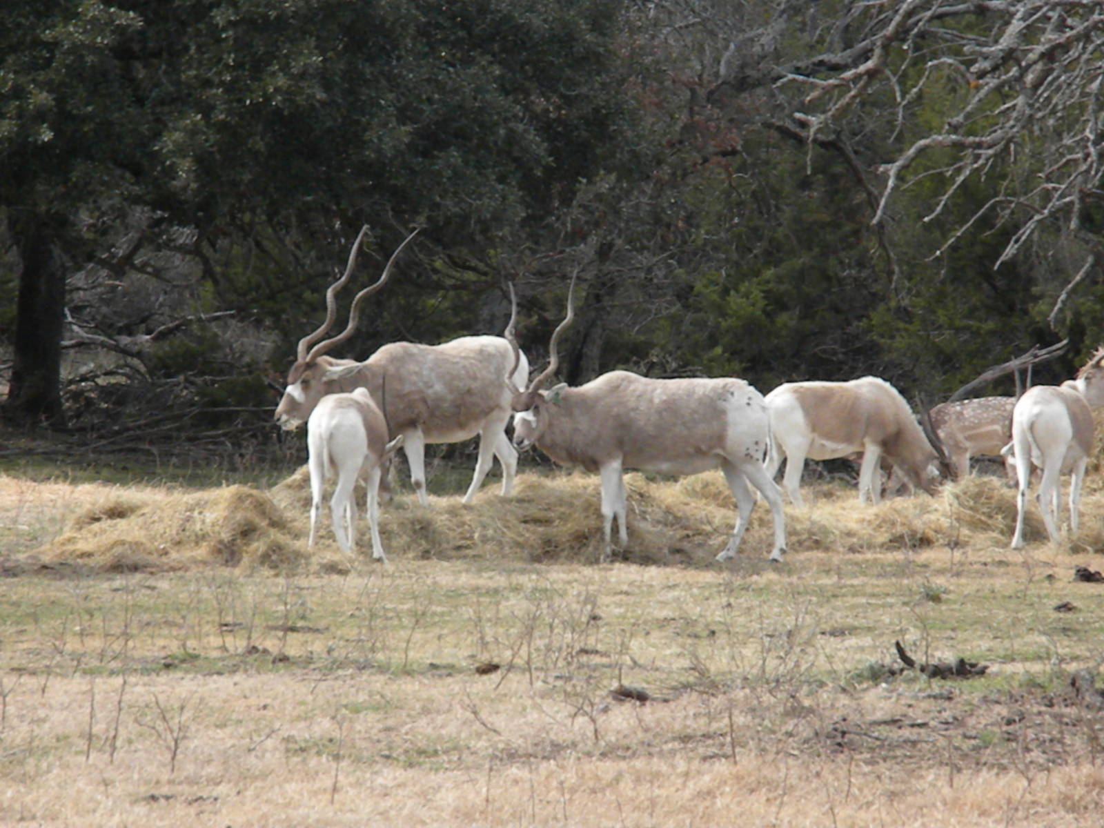 Addax