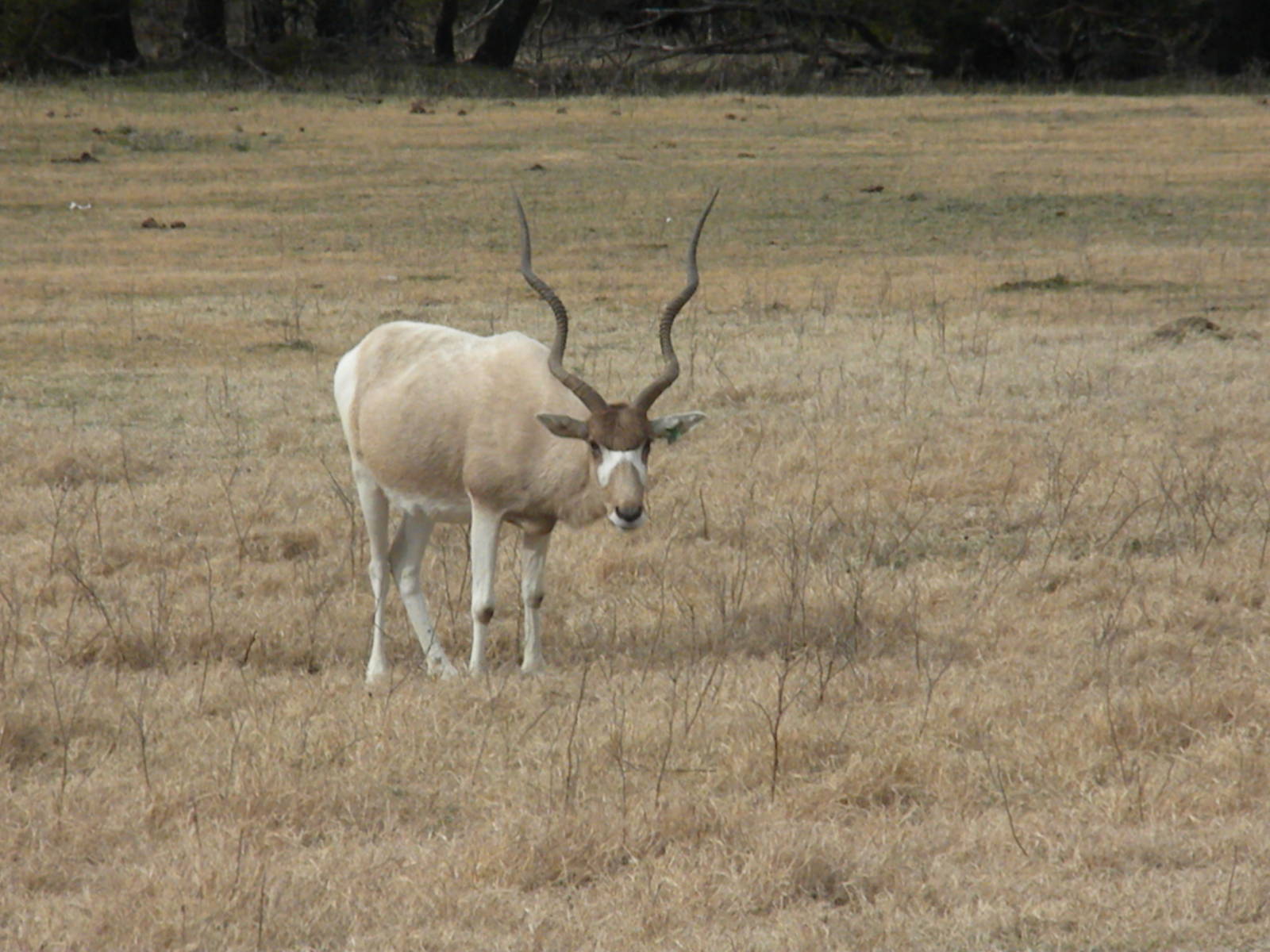 Addax