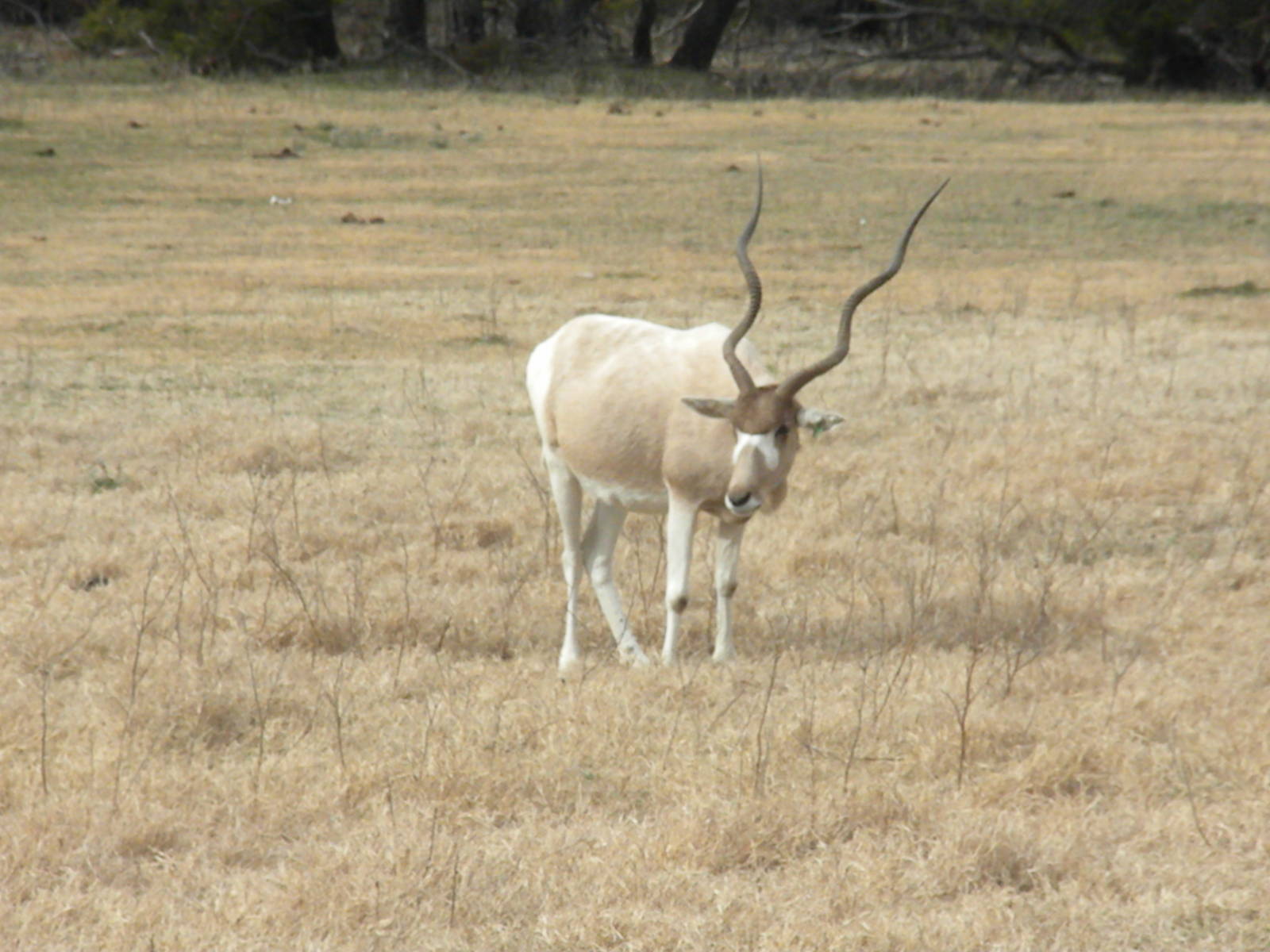 Addax