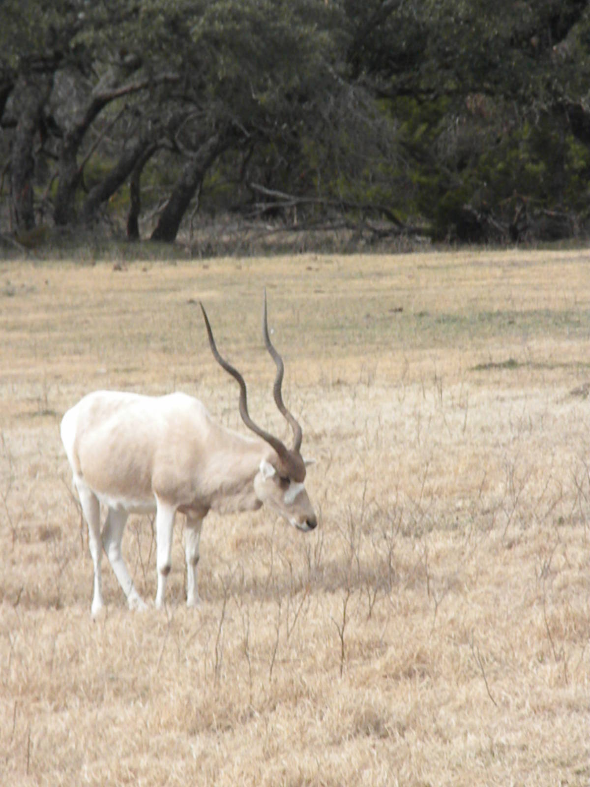 Addax