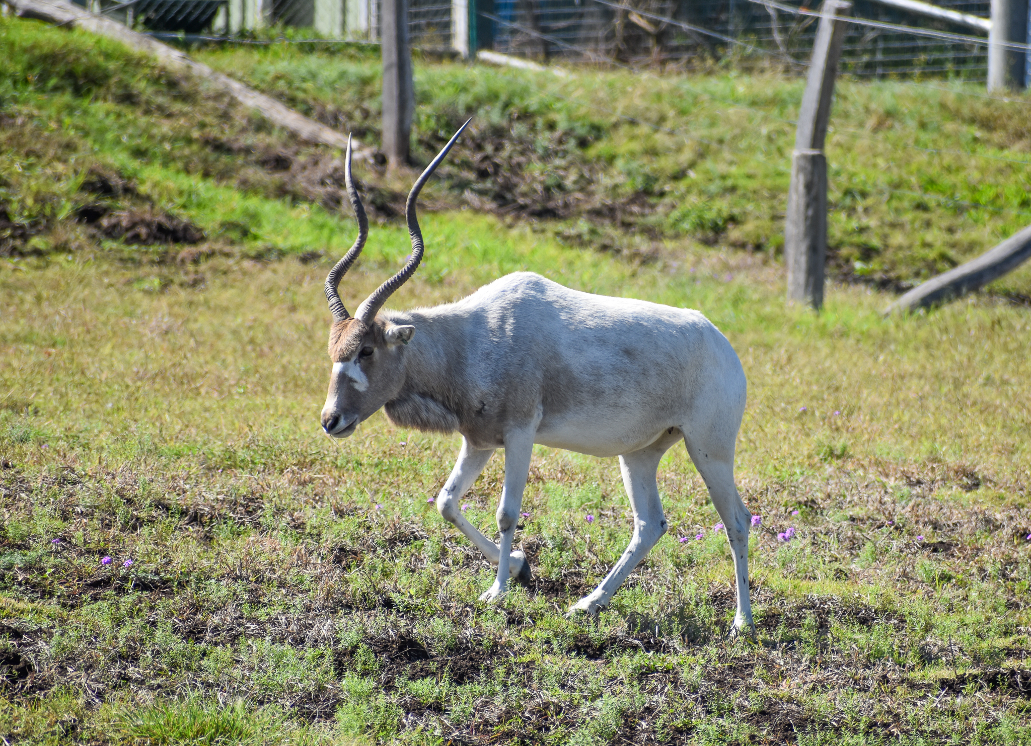 Addax