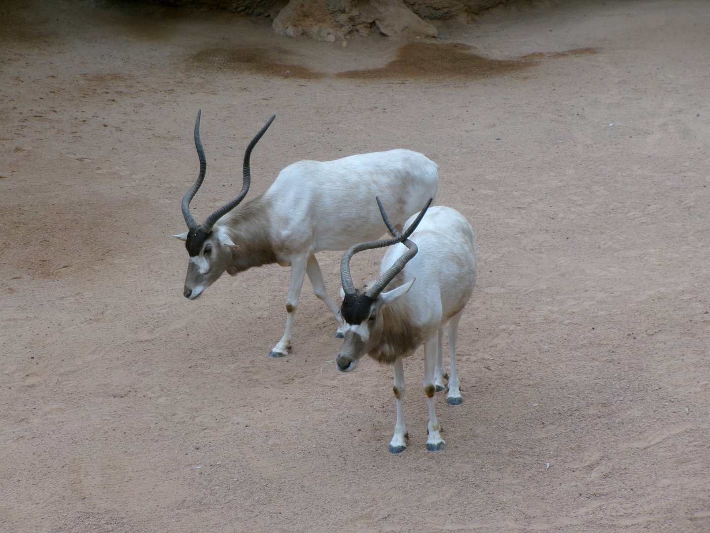 Addax