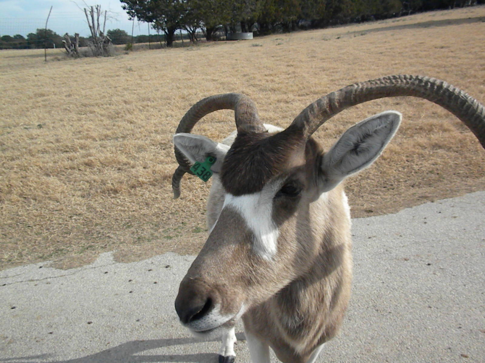 Addax