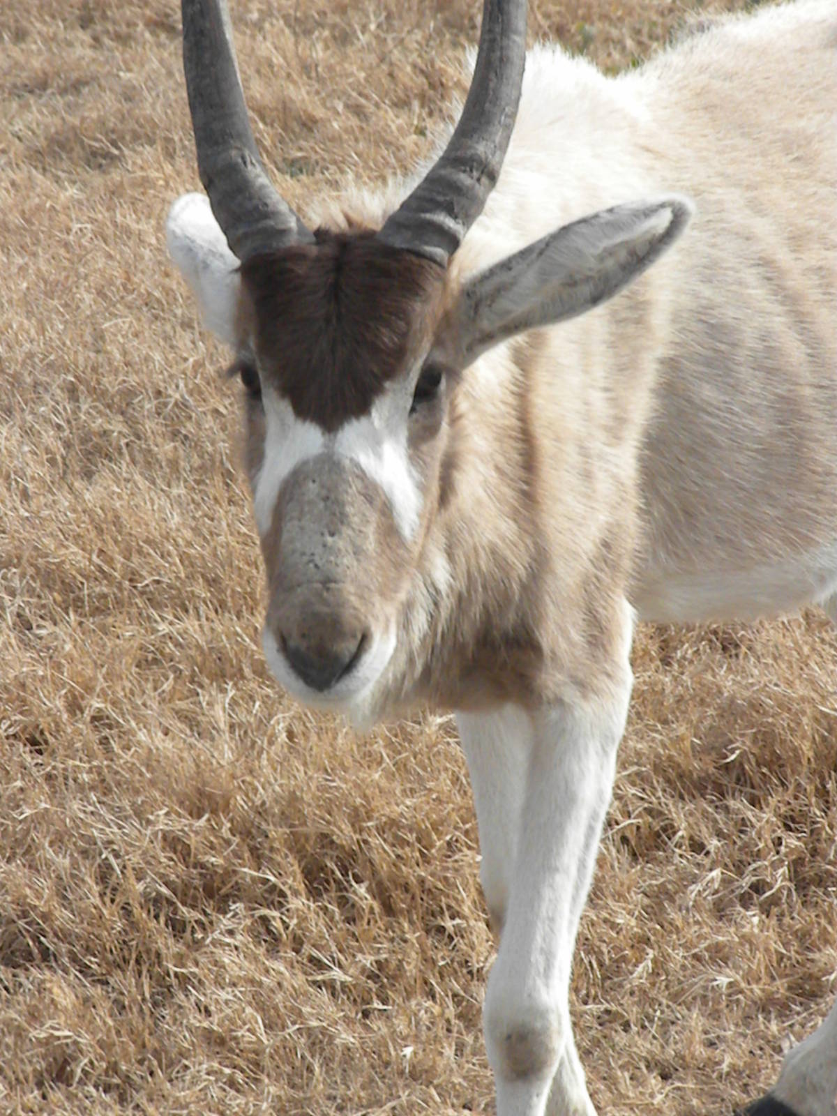 Addax