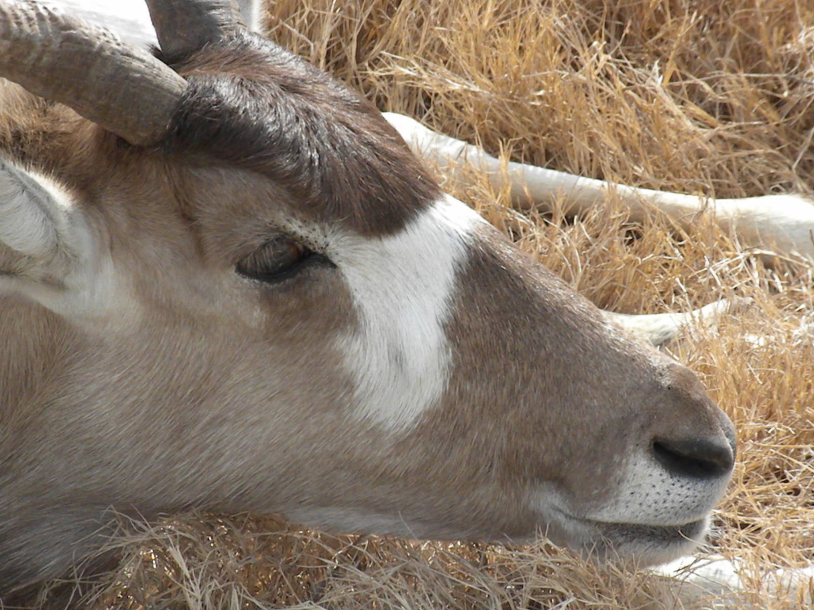 Addax